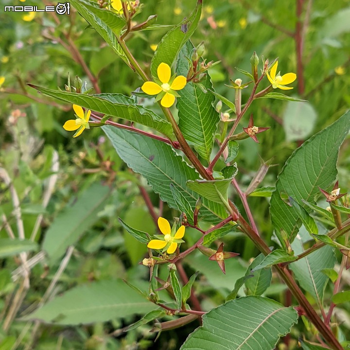 重瓣木芙蓉 台南市六甲區水林里可食性地景公園 10/23