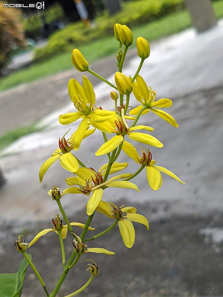 三星果藤 台南市佳里區蕭壠文化園區 10/09