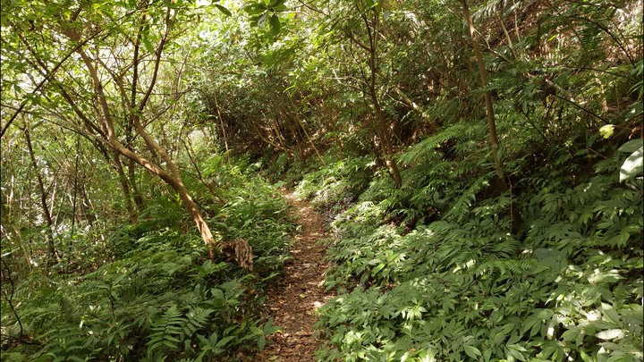 [樂山童盟] [台北文山] 岐山古道-猴山岳前峯-猴山岳