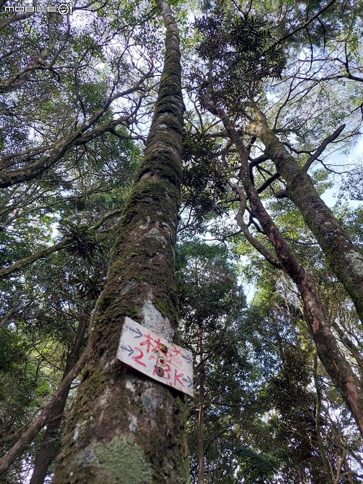 鳶嘴稍來大雪山林道O型