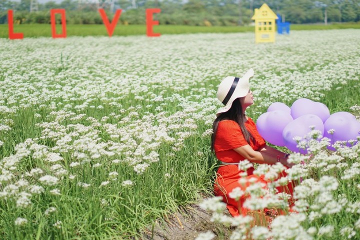彰化埤頭「白雪」秘境!遍野韭菜花有如白雪般浪漫覆蓋綠田