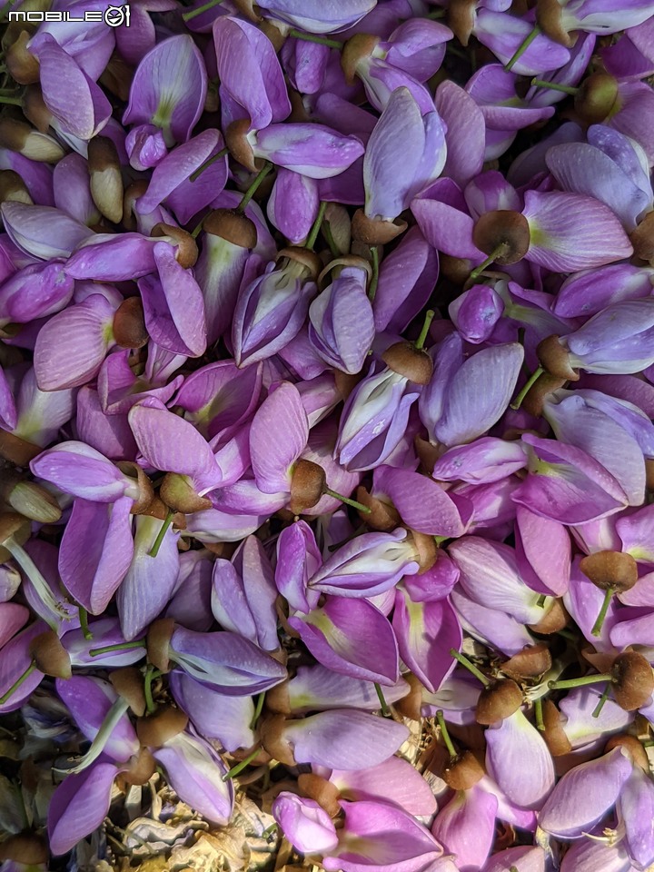 水黃皮 台南市安平區遙控飛行場 10/10