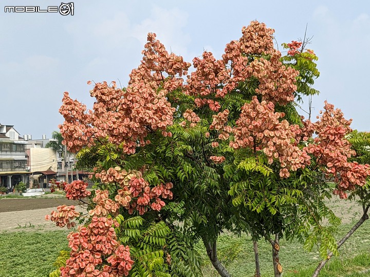 胡麻花 台南市西港區綠川廊道 10/09