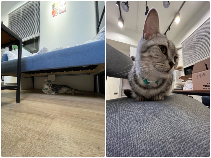 兩代旗艦對決！iPhone 13 Pro 對決 12 Pro Max，這樣拍照算是有感升級嗎？