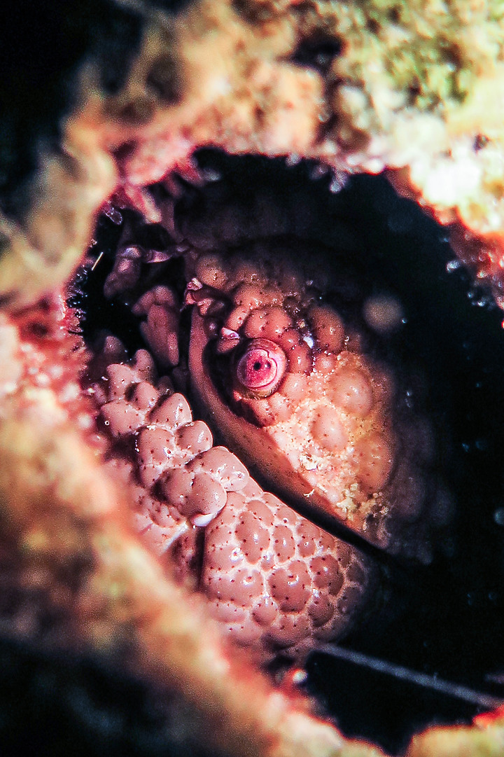 【裝備開箱】全新水下照明官Adventurer M1000W就任了