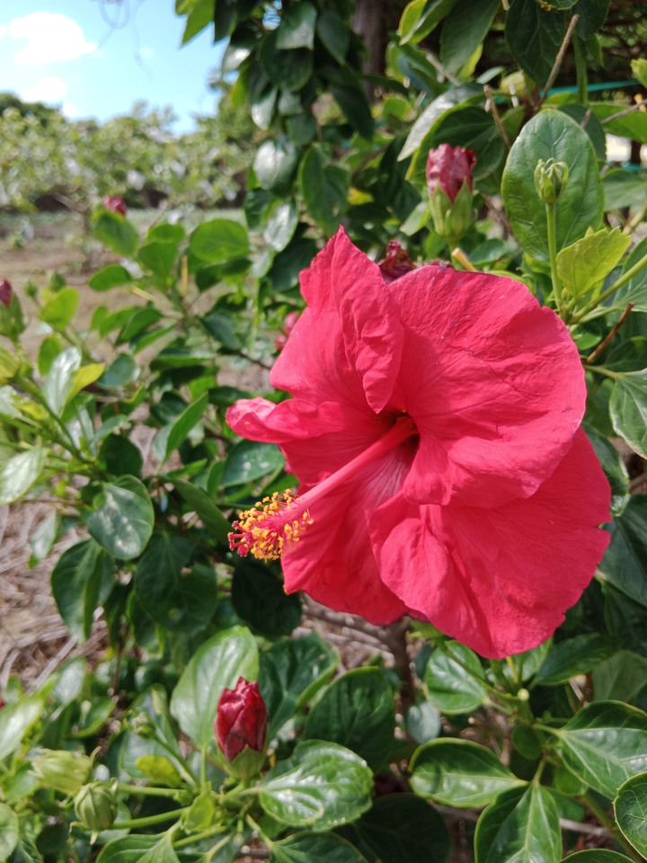 Y21s入門機直出實拍