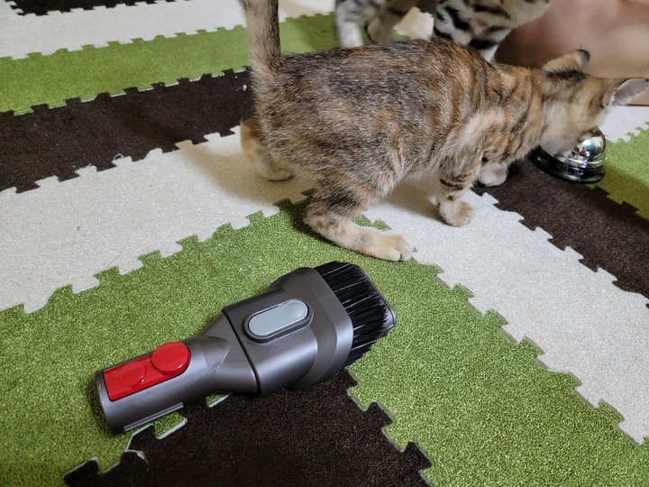 :::貓奴神器::: 雷射綠光偵測 Dyson V12 Detect Slim與7隻貓貓的邂逅
