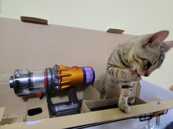 :::貓奴神器::: 雷射綠光偵測 Dyson V12 Detect Slim與7隻貓貓的邂逅