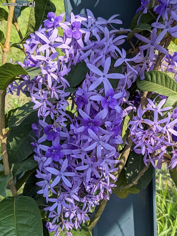重瓣木芙蓉 台南市六甲區水林里可食性地景公園 10/23