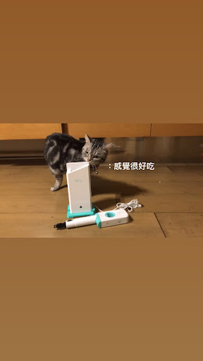 🐈 領養浪貓日記-居家潛血檢測