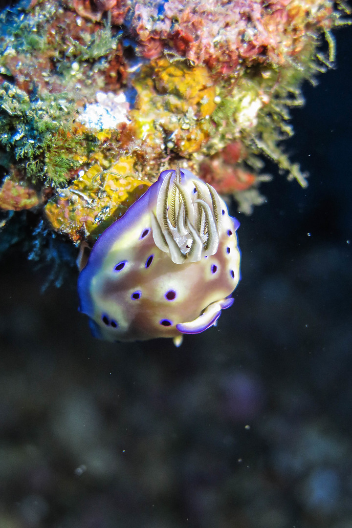 【裝備開箱】全新水下照明官Adventurer M1000W就任了