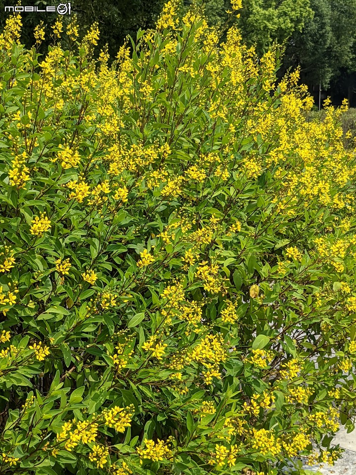 三星果藤 台南市佳里區蕭壠文化園區 10/09