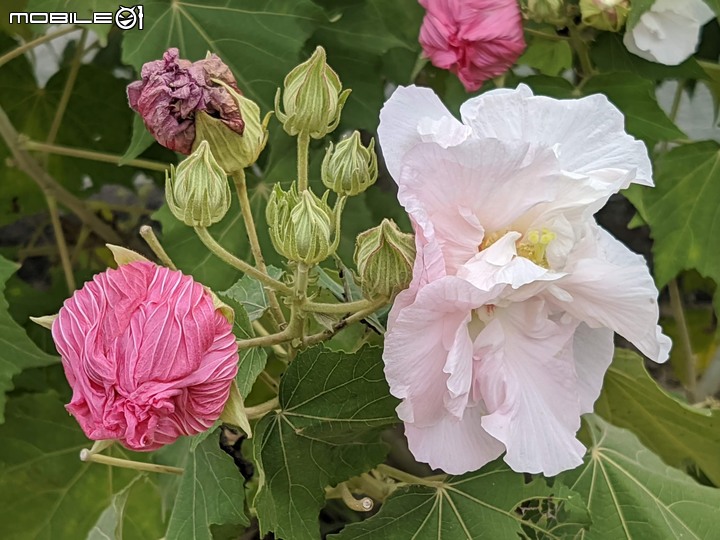 重瓣木芙蓉 台南市六甲區水林里可食性地景公園 10/23