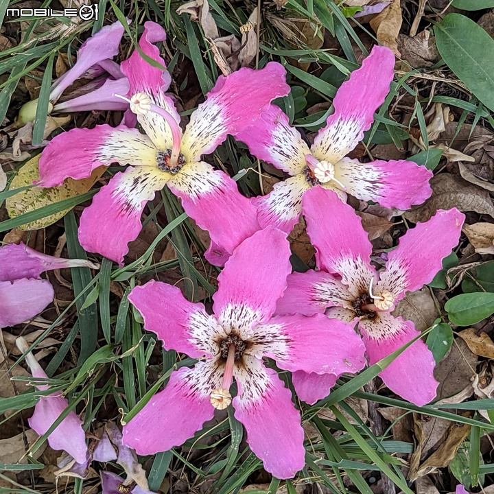 重瓣木芙蓉 台南市六甲區水林里可食性地景公園 10/23
