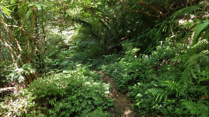 [樂山童盟] [台北文山] 岐山古道-猴山岳前峯-猴山岳