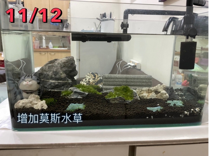 新手蝦缸、新手造景