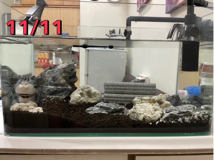 新手蝦缸、新手造景
