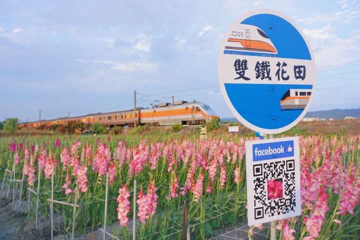 限時9天開園!彰化「花海列車」粉嫩劍蘭與火車同框美如畫