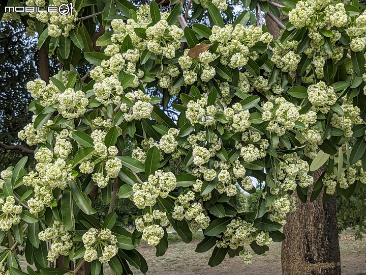 黑板樹 台南市安平區湖濱水鳥公園 11/20