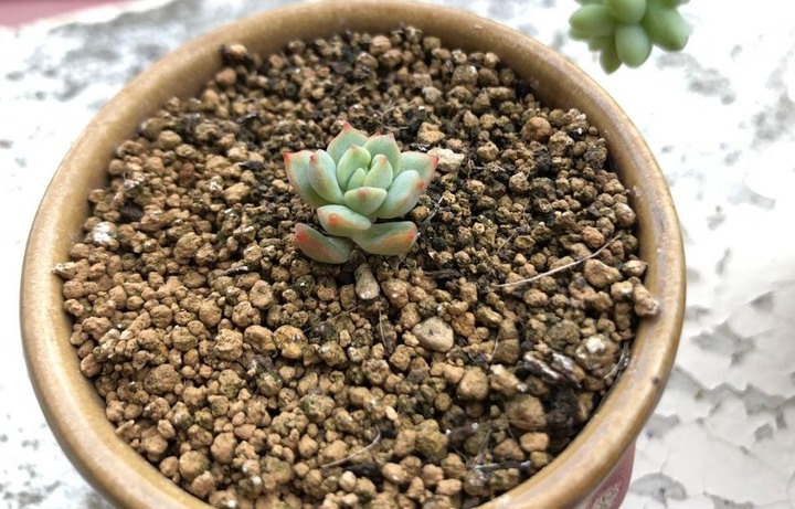 請問照片中多肉名稱