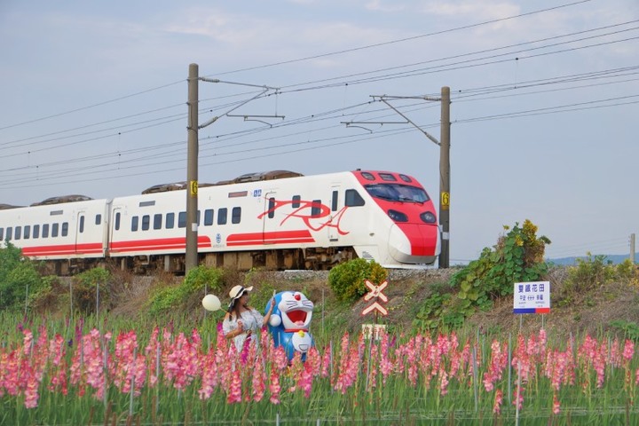 限時9天開園!彰化「花海列車」粉嫩劍蘭與火車同框美如畫