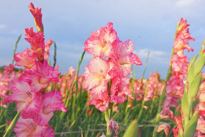 限時9天開園!彰化「花海列車」粉嫩劍蘭與火車同框美如畫