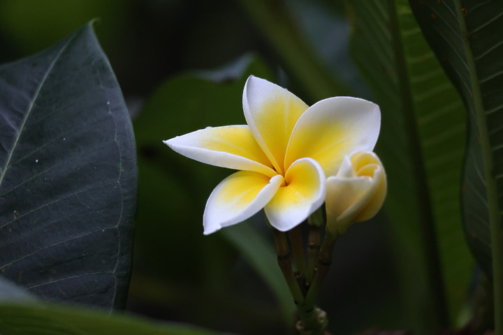 【蓋大樓】Canon RF 100-400mm F5.6-8 IS USM