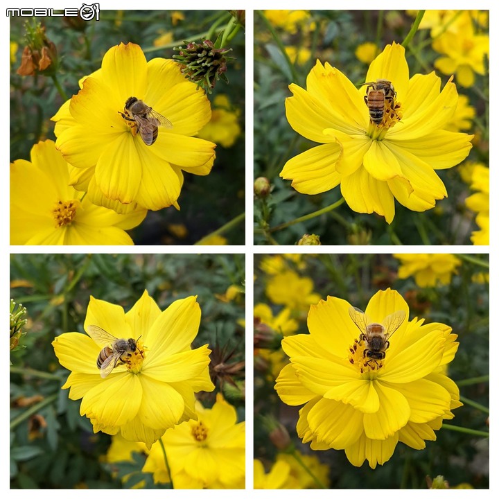 大波斯菊+萬壽菊 嘉義縣新港鄉安和村 11/27