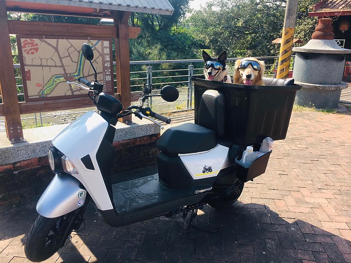 點我看大圖 我和我家毛孩都愛死這螞蟻車了!