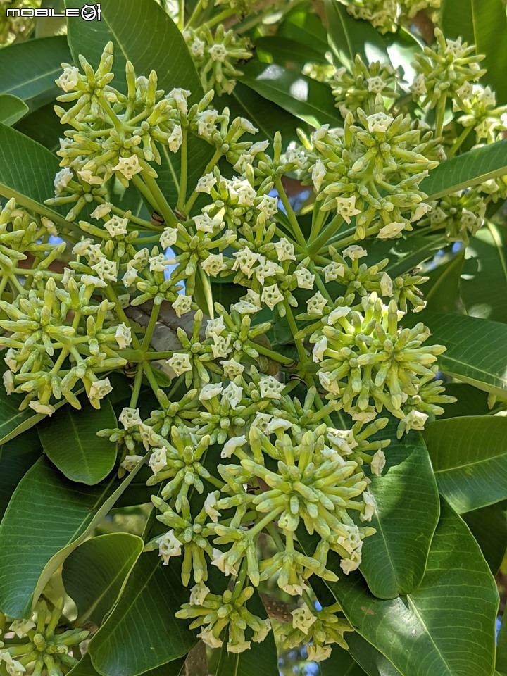 黑板樹 台南市南區水交社一街 11/20