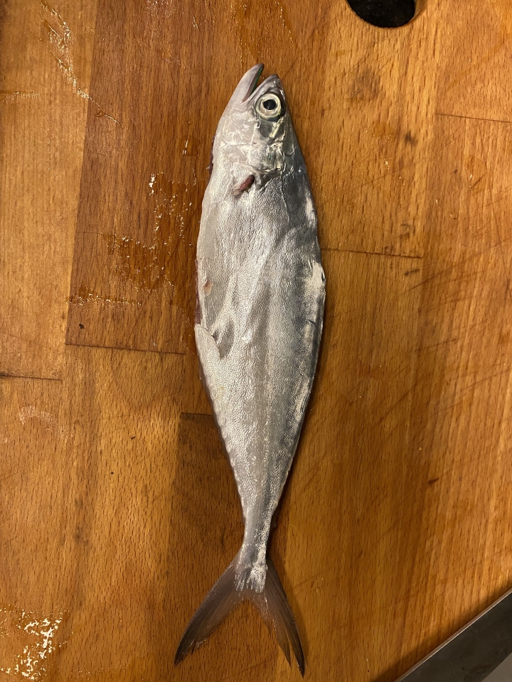 魚種詢問