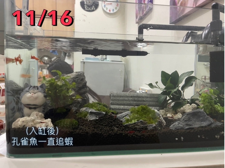 新手蝦缸、新手造景