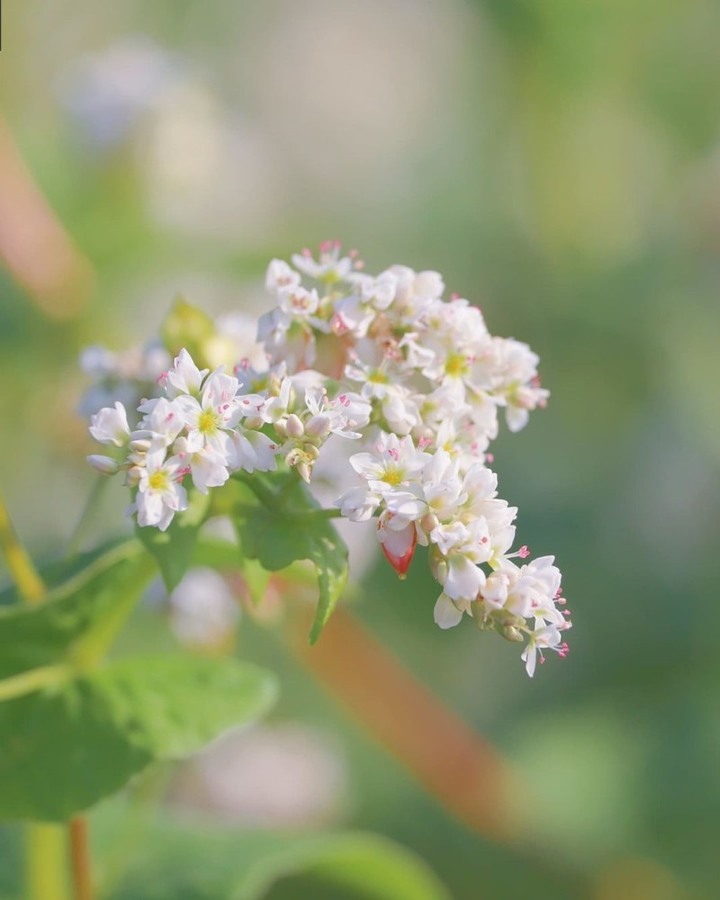 一望無際雪白花海秘境超夢幻!桃園大園季節限定蕎麥花田