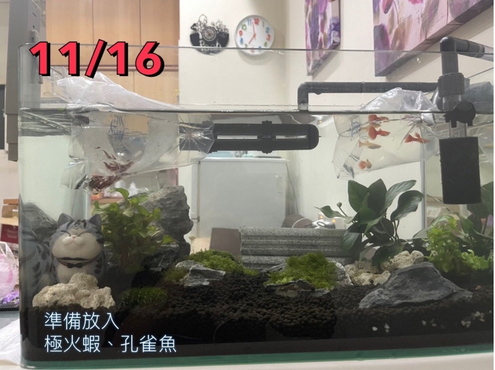 新手蝦缸、新手造景