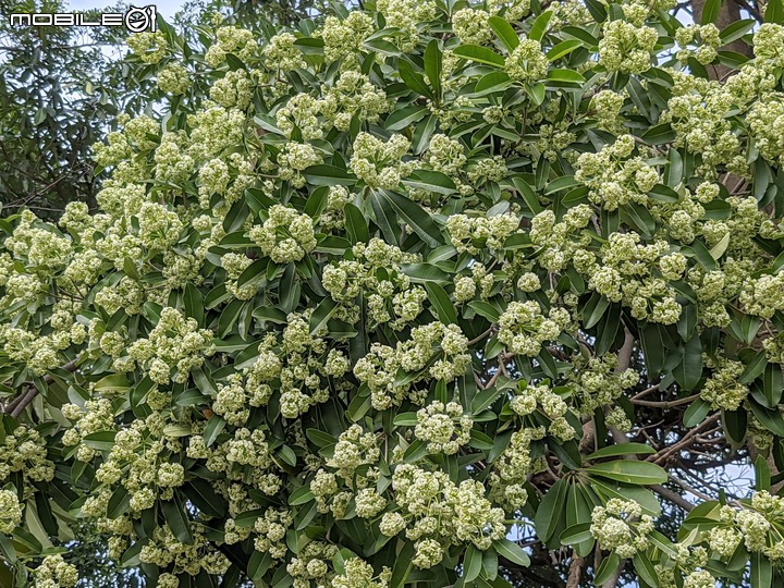 黑板樹 台南市安平區湖濱水鳥公園 11/20
