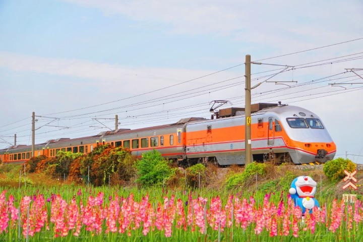 限時9天開園!彰化「花海列車」粉嫩劍蘭與火車同框美如畫