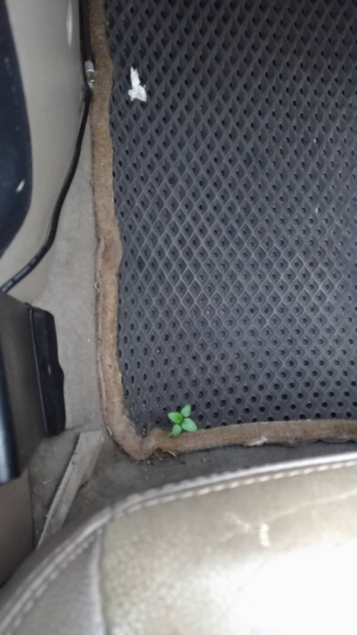Fabia冠軍特仕版兩年心得