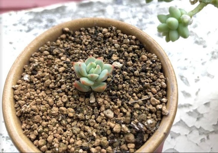 請問照片中多肉名稱