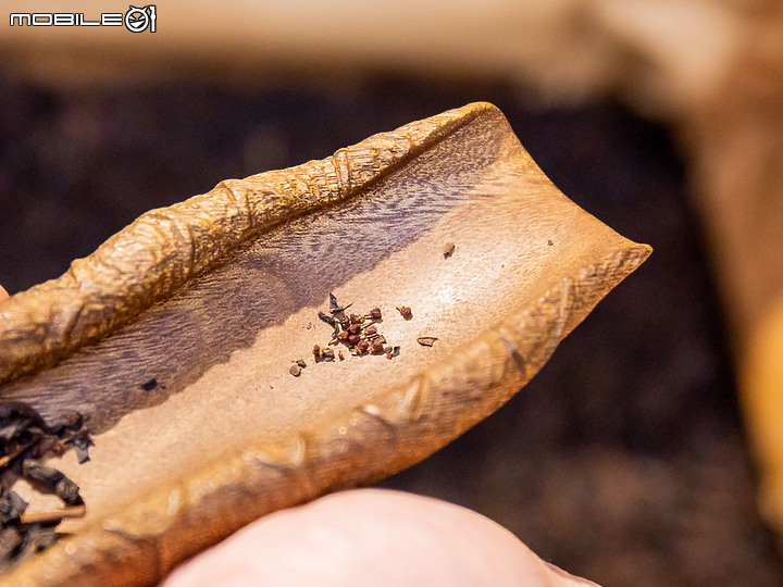 封存茶金歲月|開箱一甲子老茶(柯成興茶行、樹蘭鐵觀音)