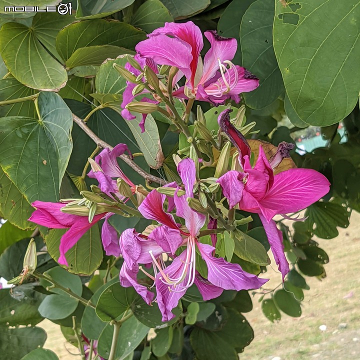 艷紫荊 台南市安平區林默娘公園 11/20