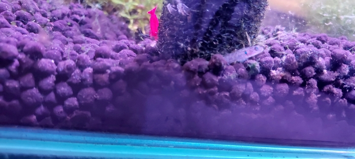 蝦虎？會吃蝦？