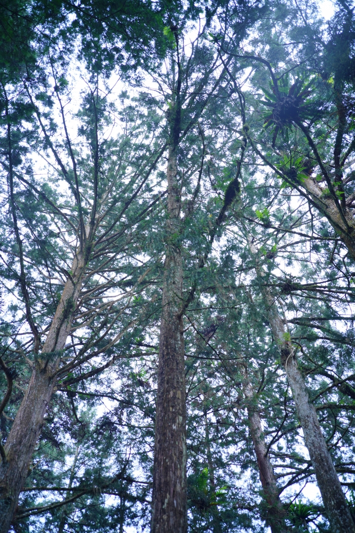 一顆有趣的手動餅乾鏡——7 Artisans 35mm f5.6