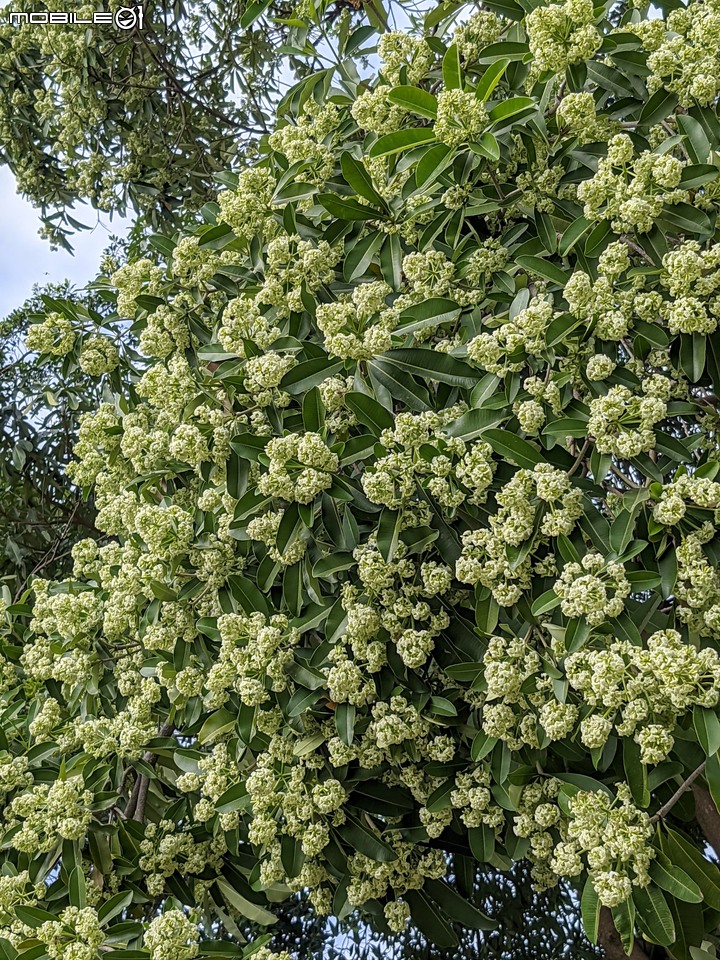 黑板樹 台南市安平區湖濱水鳥公園 11/20