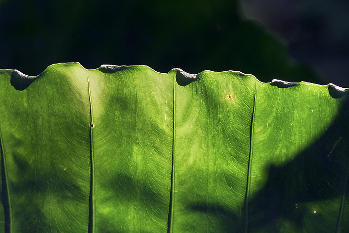 經典CCD相機收藏回顧～第二章