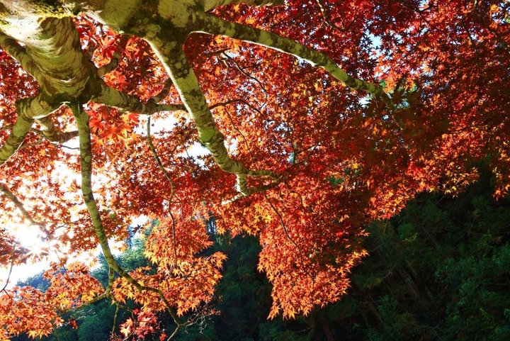 杉林溪楓葉紅了!上千棵楓葉樹隨秋意染紅有如「彩色森林」