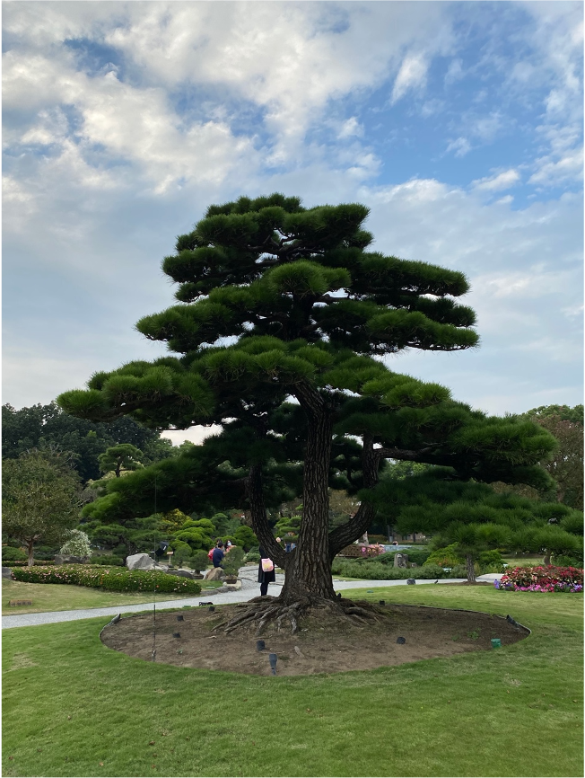 [彰化永靖] 成美文化園園區 適合散步攝影的日式庭園與傳統三合院