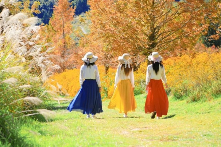 武陵農場裡不只落羽松!整片黃色「芳香萬壽菊」獨領風騷