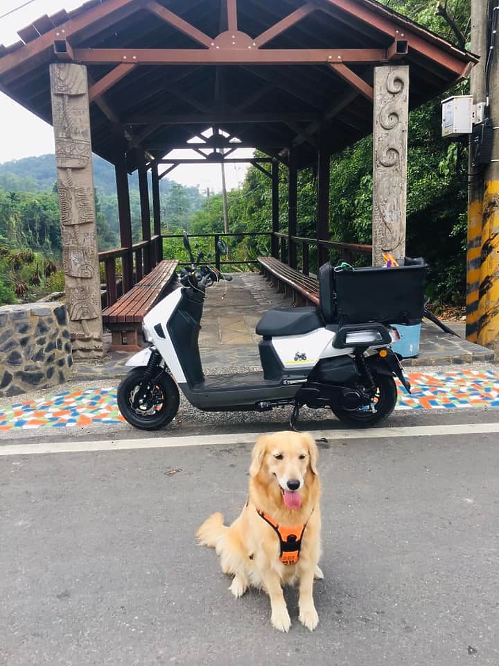 我和我家毛孩都愛死這螞蟻車了!