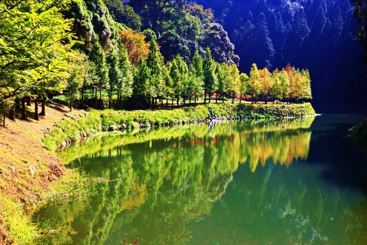 杉林溪楓葉紅了!上千棵楓葉樹隨秋意染紅有如「彩色森林」