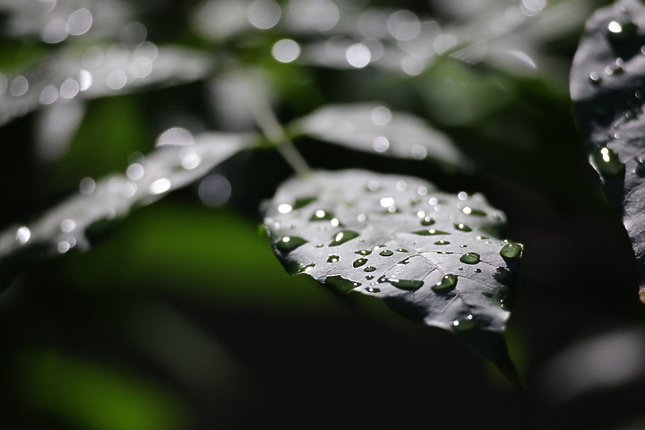 【蓋大樓】Canon RF 100-400mm F5.6-8 IS USM